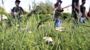 © FdPH / TLesske Blühpflanzen für Insekten