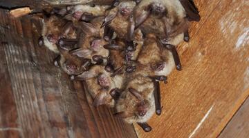 © Birgit Rotter Bat and Breakfast