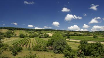 Weinberge im Naturpark Neusiedlersee