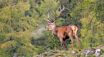 Hirschlos&#39;n Exklusiv Tour zur Tierfotografie