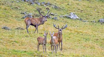 Hirschlos´n - Hirschbrunft im Nationalpark