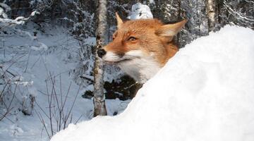 Lebenskünstler im Winterwald