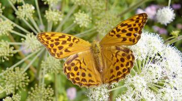 Fliegende Edelsteine - Tagfalter