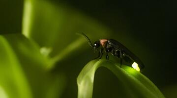 Das magische Leuchten der Glühwürmchen