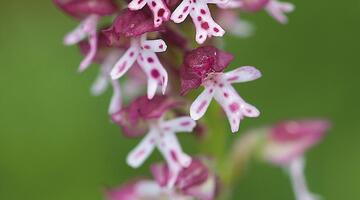 Orchideenwanderung "Hochscheiben"