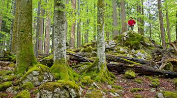 Waldbaden - Auftanken in der Waldwildnis