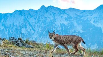 Dem Luchs auf der Spur