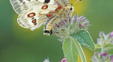 Naturfotografie „vor der Haustüre“