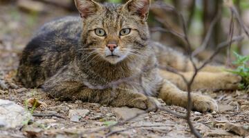 Wildkatzen-Nachtwanderung