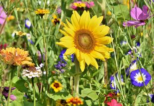 Blumenwiese