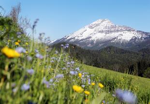 Blumenwiese im NP Ötscher-Tormäuer