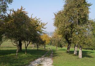 Alte Obstbäume im Naturpark Obst-Hügel-Land