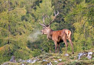 Hirschlos&#39;n Exklusiv Tour zur Tierfotografie