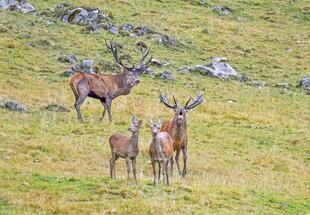 Hirschlos´n - Hirschbrunft im Nationalpark