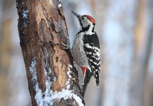 Morgendliche Vogelbeobachtung 3