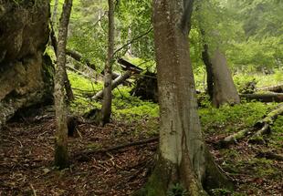 Endemiten und andere zoologische Besonderheiten im Gesäuse-Wald