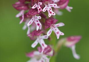 Orchideenwanderung "Hochscheiben"