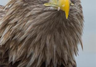 Die Vögel des Thayatals