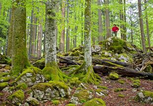 Waldbaden - Auftanken in der Waldwildnis