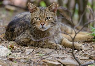 Wildkatzen-Nachtwanderung