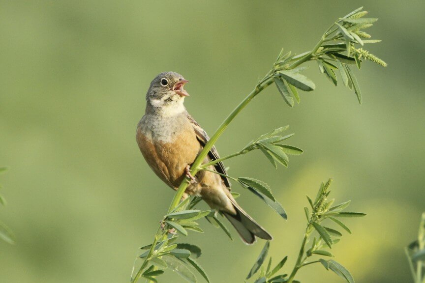 10 gefährdete Vogelarten in Österreich - Blühendes Österreich