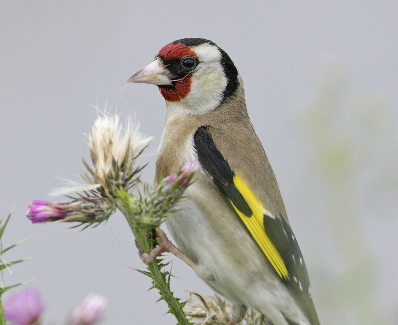 Heimische Wintervögel: So erkennst du sie auf einen Blick - Blühendes