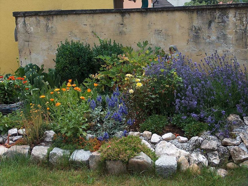 Biologisch gärtnern für die Schmetterlinge Blühendes