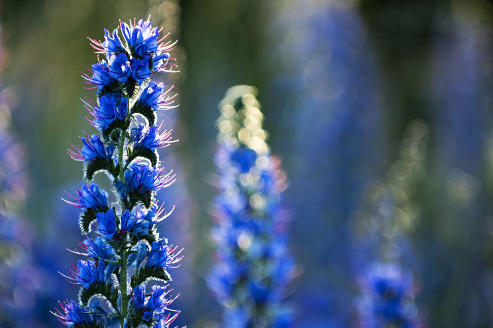 10 Wiesenblumen, die du kennen solltest - Blühendes Österreich