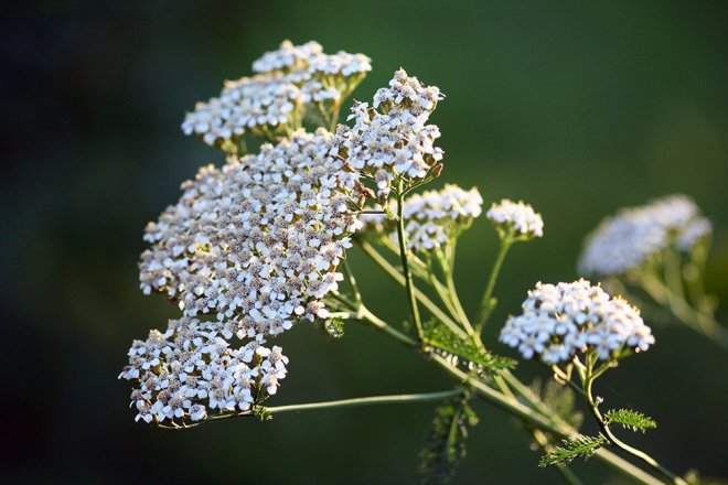 10 Wiesenblumen, die du kennen solltest - Blühendes Österreich