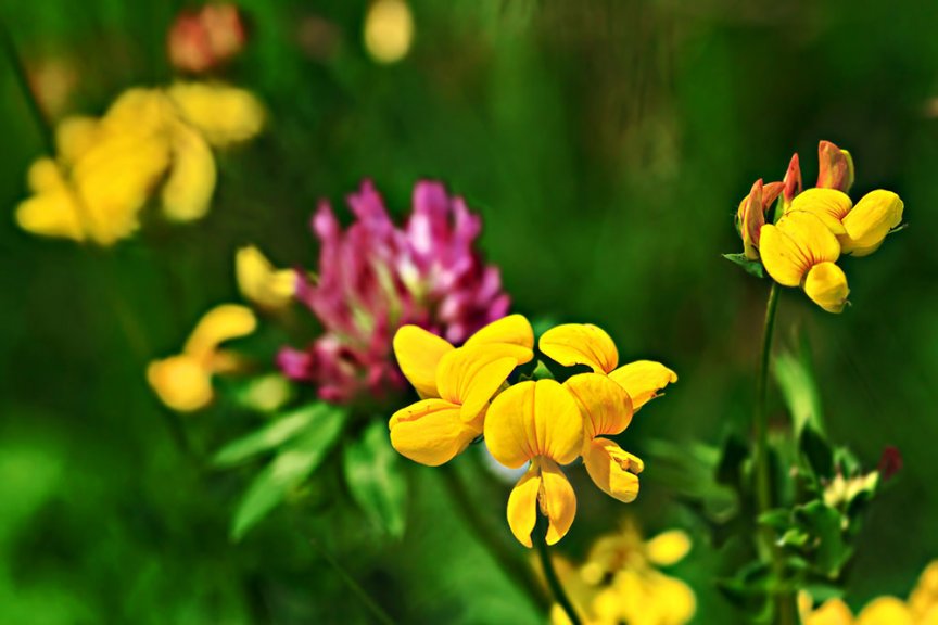 10 Wiesenblumen, die du kennen solltest - Blühendes Österreich