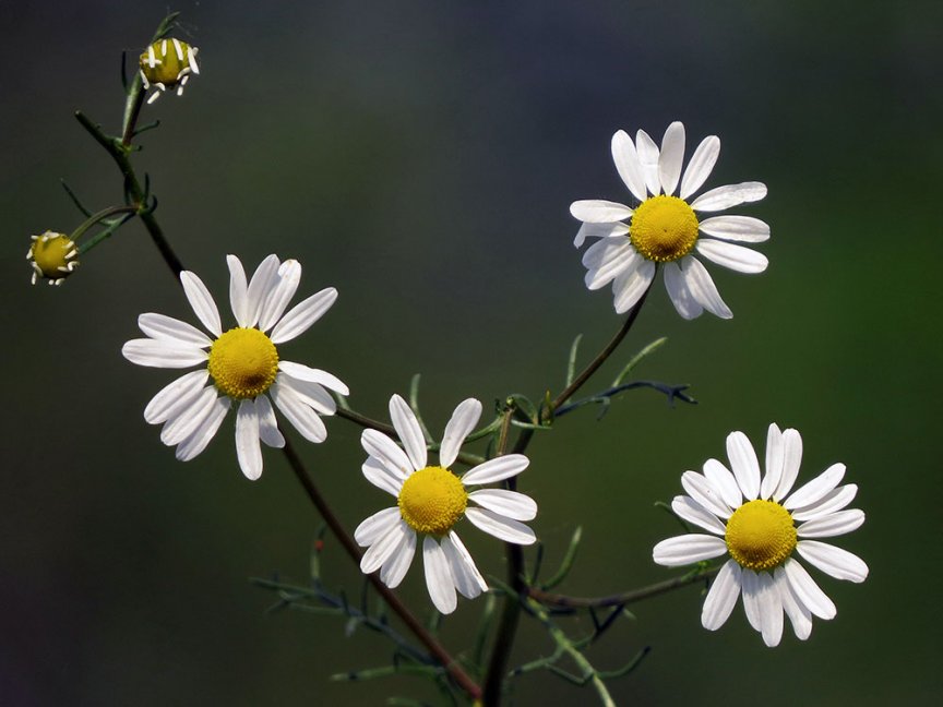 30+ Heimische wiesenblumen namen und bilder , 10 Wiesenblumen, die du kennen solltest Blühendes Österreich