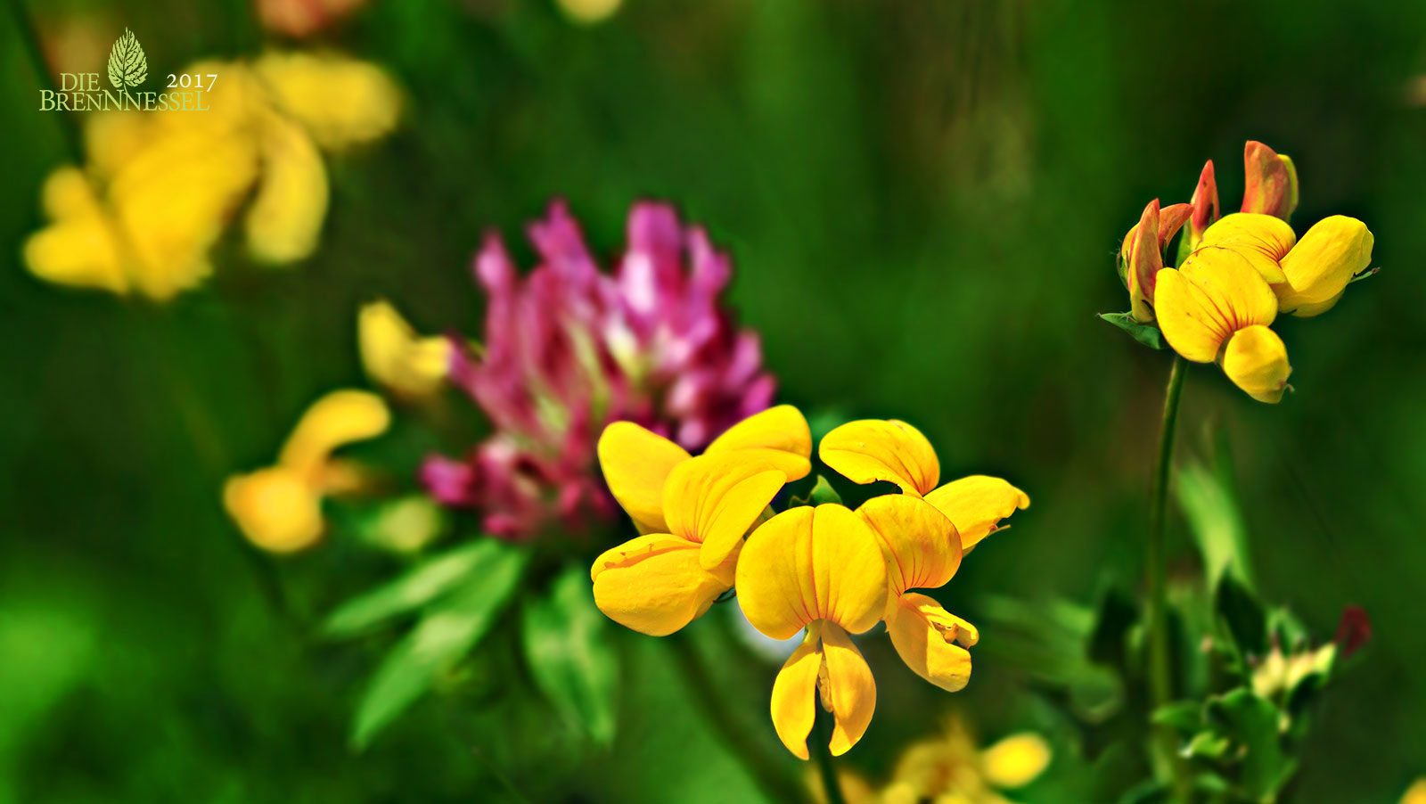 40++ Gelbe wiesenblumen namen und bilder , 10 Wiesenblumen, die du kennen solltest Blühendes Österreich