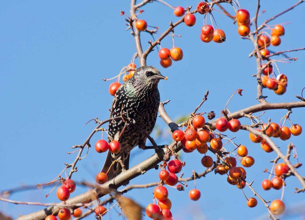 Vogel des Jahres 2018 Vogel mit „Star“Qualitäten