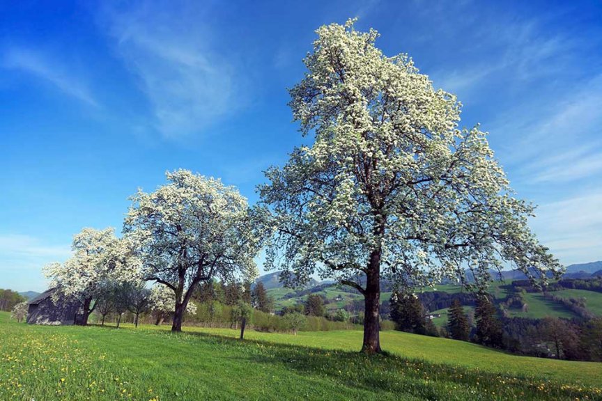 Diese 5 alte Birnensorten solltest du kennen! Blühendes