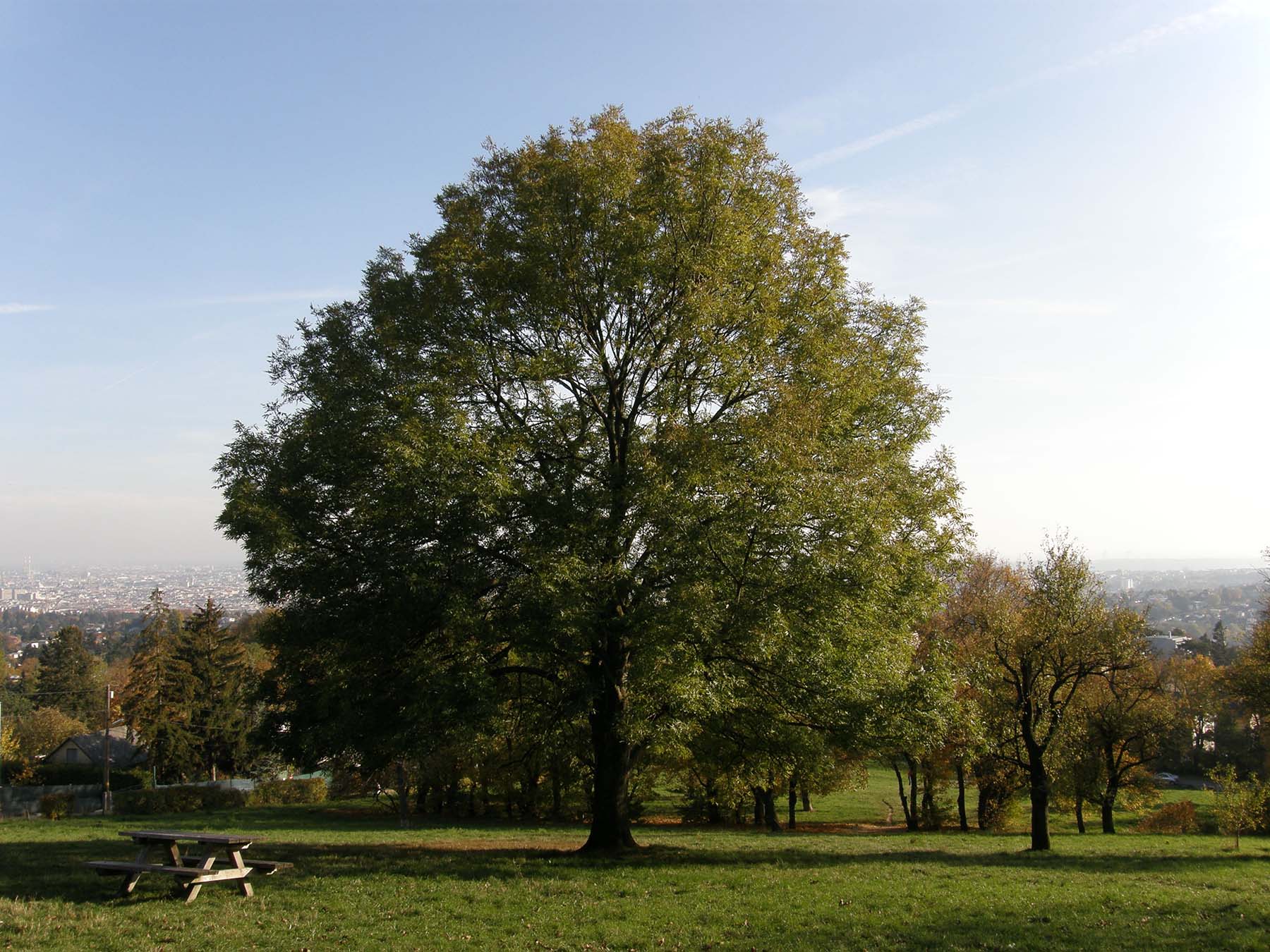 Baum Insekten