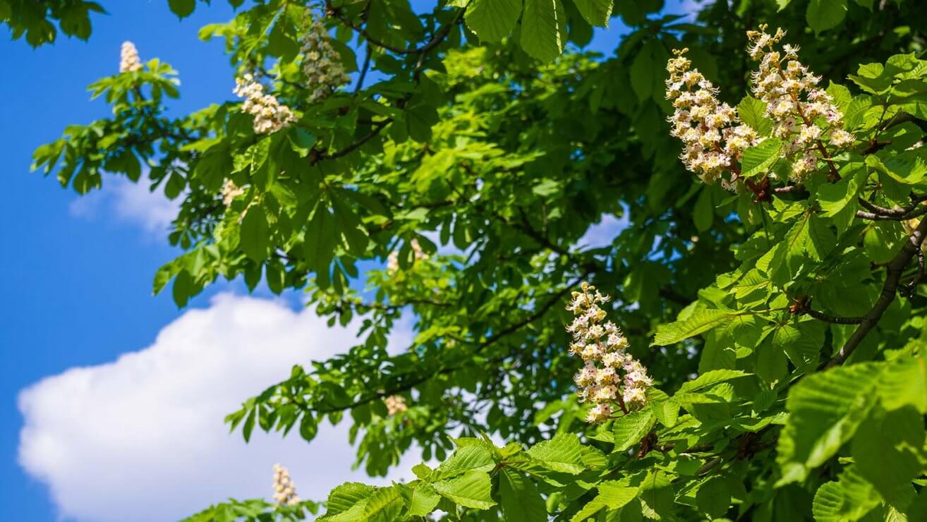 10 heimische Laubbäume kennen & erkennen Blühendes