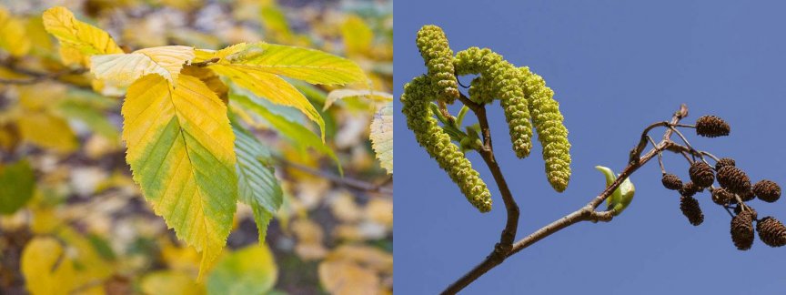 10 heimische Laubbäume kennen & erkennen Blühendes